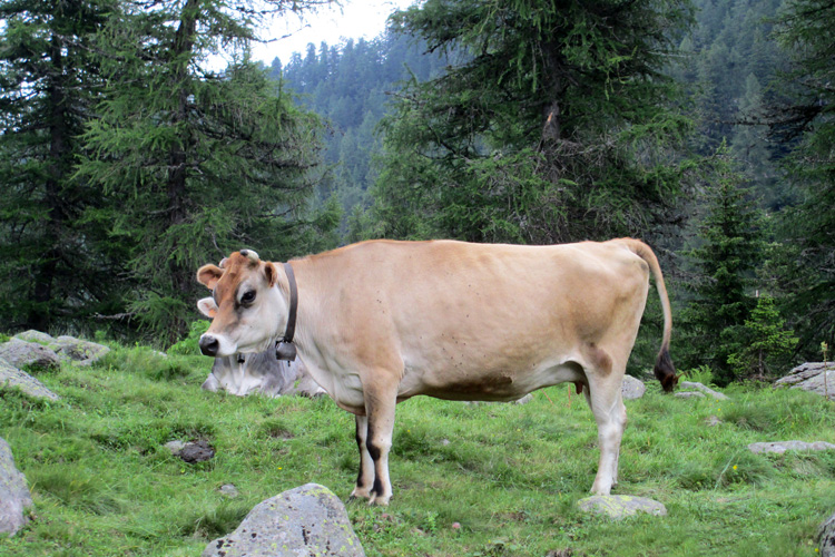 bovini gioia