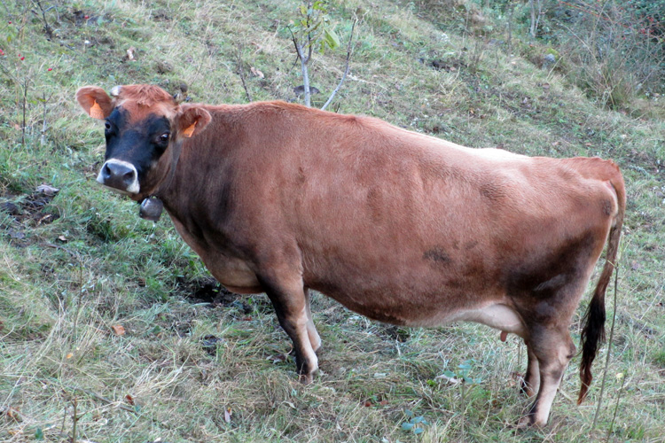 bovini gioia