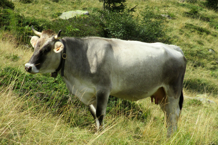 bovini gloria