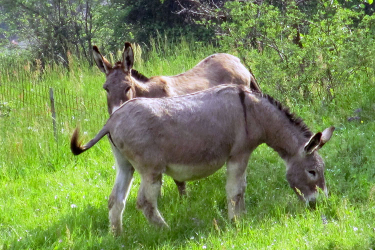 equini stellina e susi