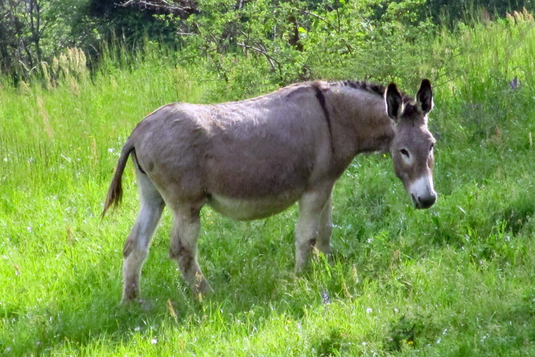 equini stellina