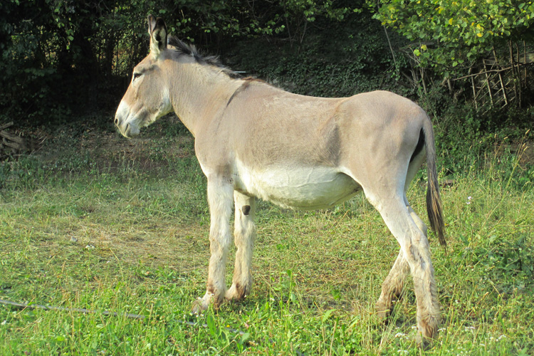equini stellina