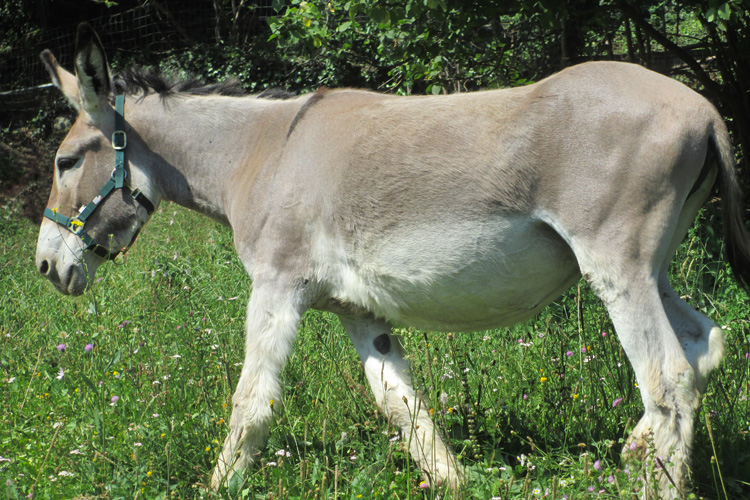 equini stellina
