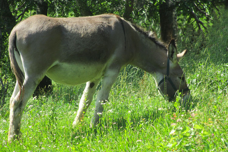 equini stellina