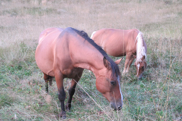 equini alpina e barby