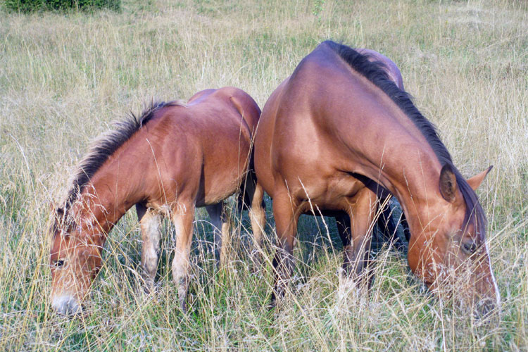 equini alpina e puledro