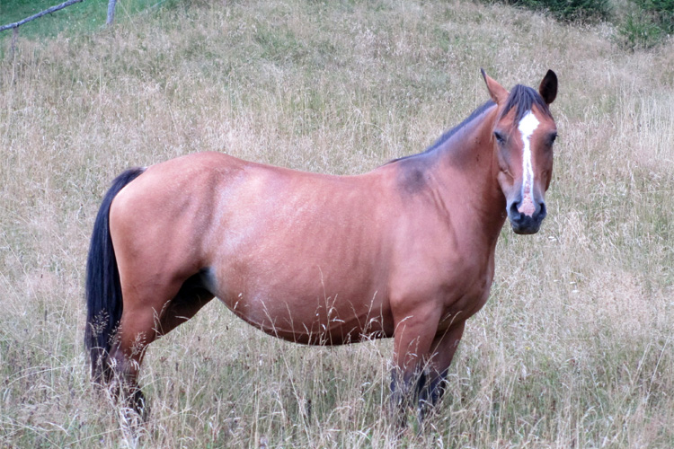 equini alpina