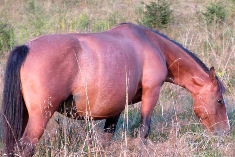 equini alpina