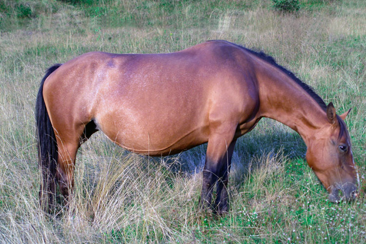 equini alpina