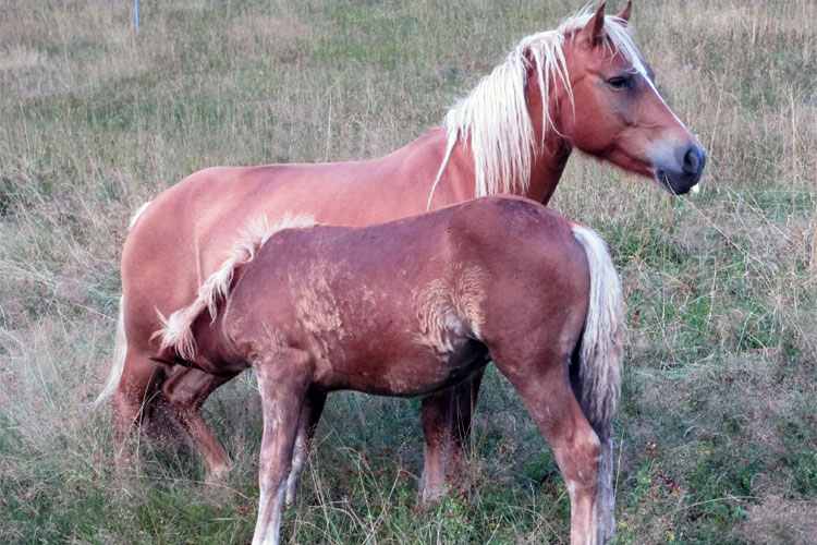 equini barby e puledro