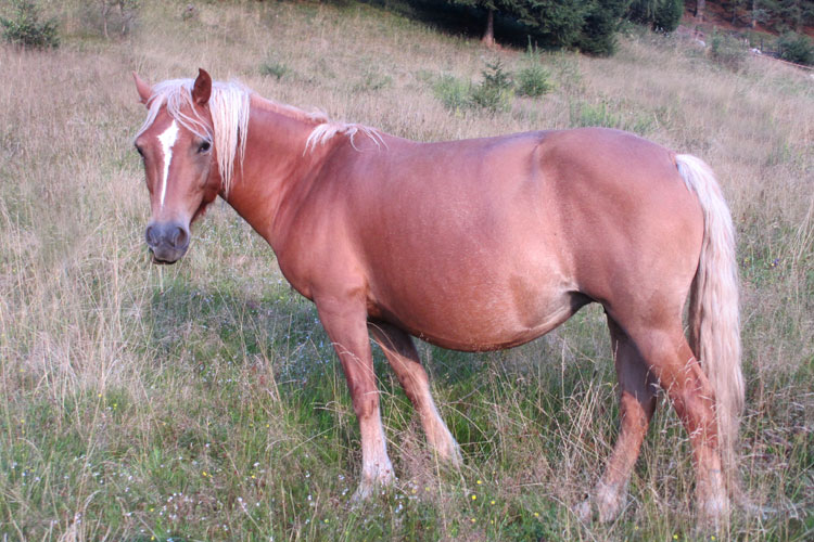 equini barby