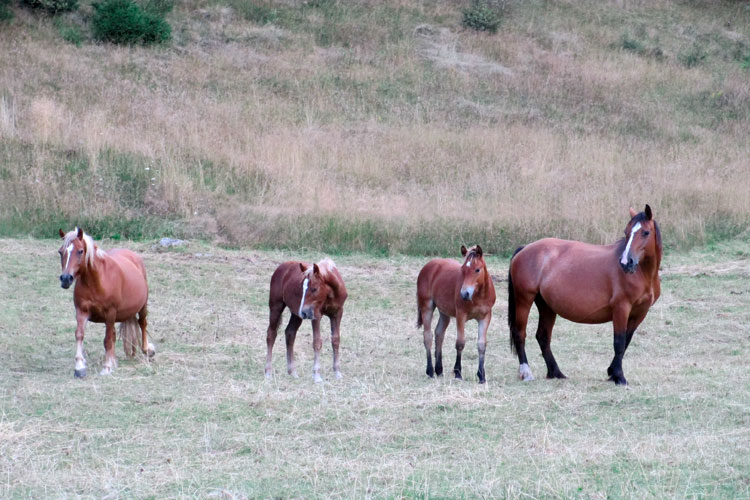 equini