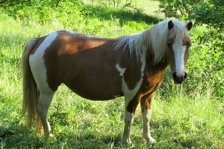 equini clarissa