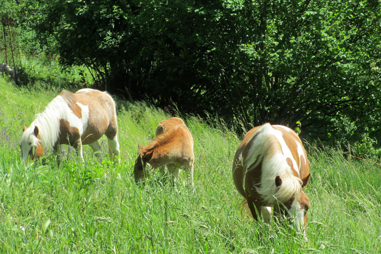 equini polly clarissa e puledro