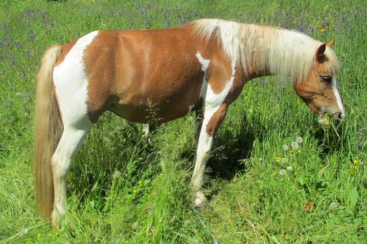 equini polly