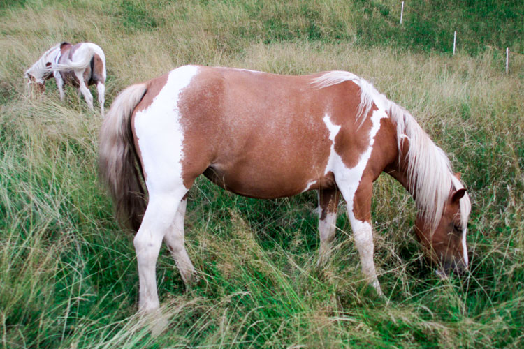 equini polly