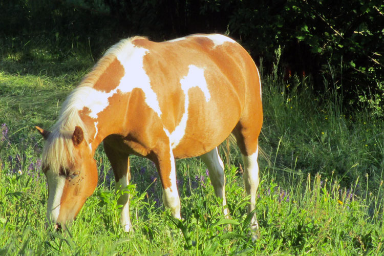 equini polly
