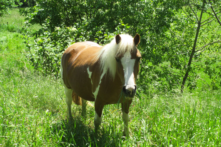 equini polly