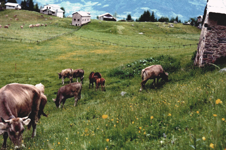 alpeggio zuvolo